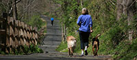 woman walking two dogs on a trail
