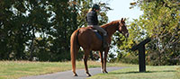 horse and rider on a trail