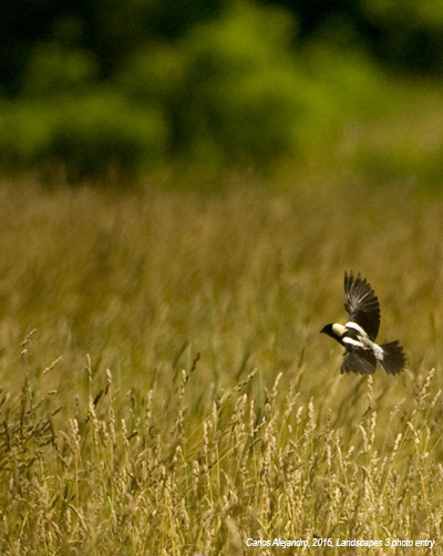 Open field with a bird