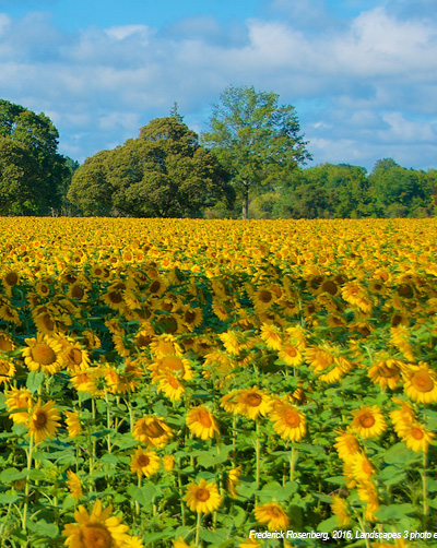 sunflower field