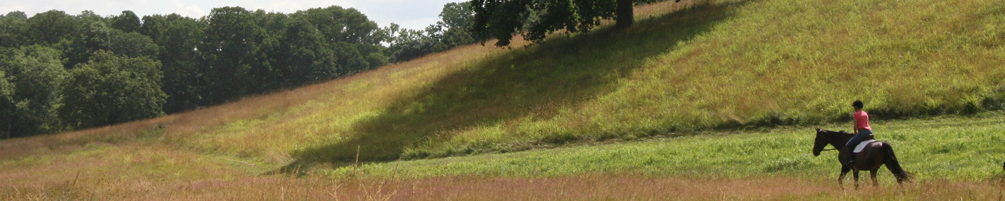 field with horse and rider